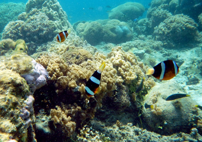 Colorful fish and coral garden in Kenawa