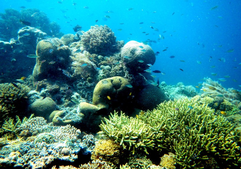 Under water view in Kenawa Island